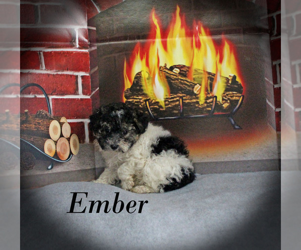 Medium Photo #16 Poodle (Toy) Puppy For Sale in CHANUTE, KS, USA