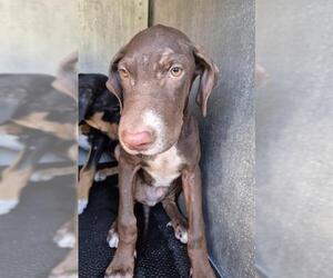 Mutt Dogs for adoption in San Antonio, TX, USA
