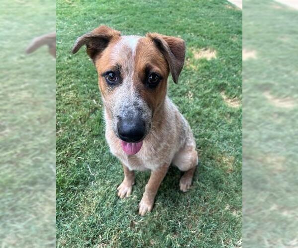 Medium Photo #3 Mutt Puppy For Sale in Plano, TX, USA