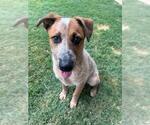 Small #2 Mutt