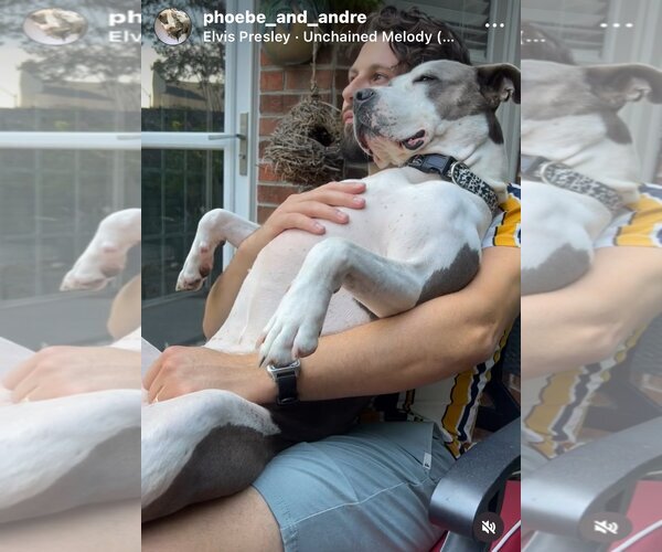 Medium Photo #2 American Staffordshire Terrier Puppy For Sale in COLUMBIA, MD, USA