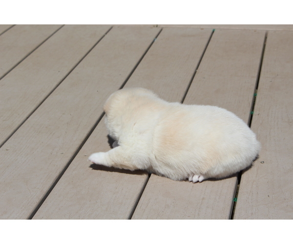 Medium Photo #15 Shiba Inu Puppy For Sale in VIRGINIA BCH, VA, USA