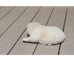 Small Photo #15 Shiba Inu Puppy For Sale in VIRGINIA BCH, VA, USA