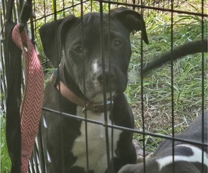 American Pit Bull Terrier Dog for Adoption in BAY MINETTE, Alabama USA