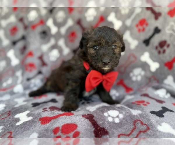 Medium Photo #7 Aussiedoodle Miniature  Puppy For Sale in LAKELAND, FL, USA
