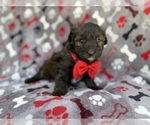 Small #6 Aussiedoodle Miniature 