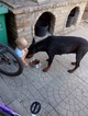 Small Photo #8 Doberman Pinscher Puppy For Sale in Maglic, Vojvodina, Serbia