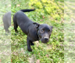 Small #3 Labrador Retriever Mix