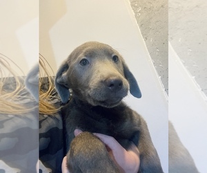 Labrador Retriever Puppy for sale in MASON, OH, USA