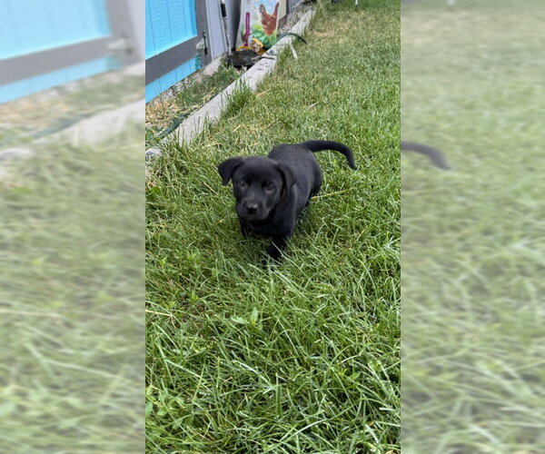 Medium Photo #4 Labrador Retriever-Unknown Mix Puppy For Sale in MIDWAY, UT, USA