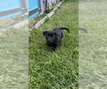 Small #3 Labrador Retriever Mix