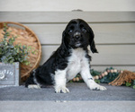 Small Photo #34 Cocker Spaniel Puppy For Sale in SEAMAN, OH, USA