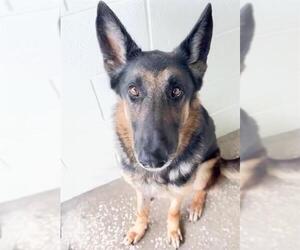 German Shepherd Dog-Unknown Mix Dogs for adoption in Houston, TX, USA