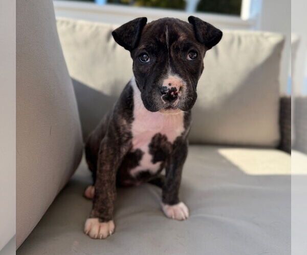Medium Photo #1 American Pit Bull Terrier-American Staffordshire Terrier Mix Puppy For Sale in Chester, VA, USA