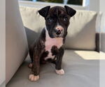 Small American Pit Bull Terrier-American Staffordshire Terrier Mix