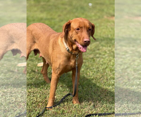 Medium Photo #2 Labralas Puppy For Sale in Attalka, AL, USA