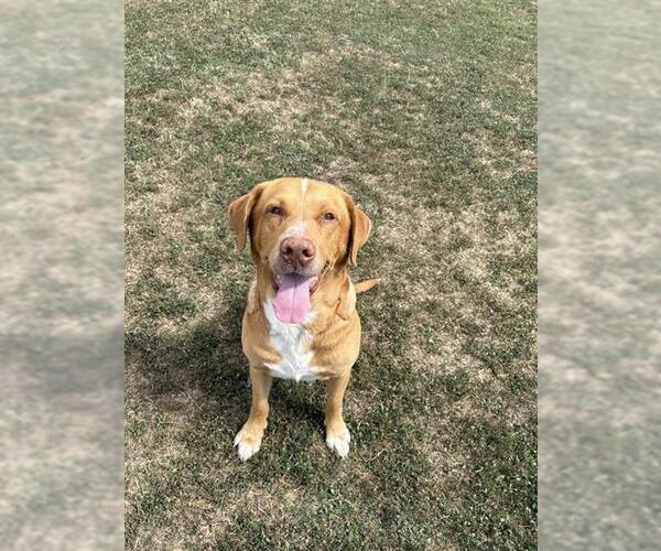 Medium Photo #2 Labrador Retriever Puppy For Sale in Corpus Christi, TX, USA