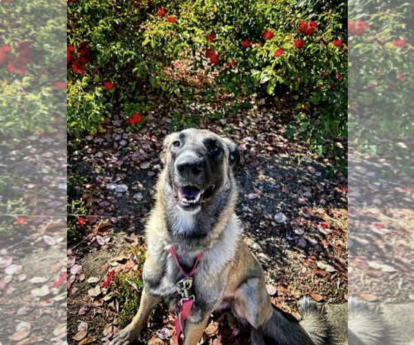 Medium Photo #10 Shepradors Puppy For Sale in Milpitas, CA, USA