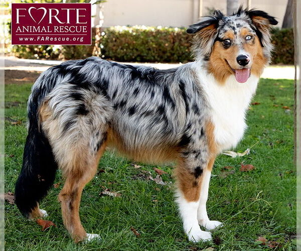 Medium Photo #6 Australian Shepherd Puppy For Sale in Marina del Rey, CA, USA