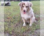 Small Photo #1 Miniature American Shepherd Puppy For Sale in MIDDLEBURG, FL, USA