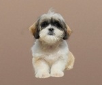 Small Photo #5 Shih Tzu Puppy For Sale in SAN DIEGO, CA, USA
