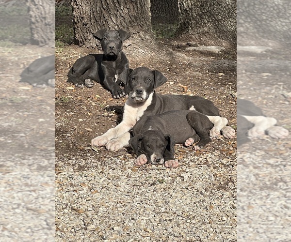 Medium Photo #1 Great Dane Puppy For Sale in FORESTBURG, TX, USA
