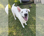 Small Great Pyrenees Mix