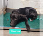 Small #1 Labrador Retriever Mix