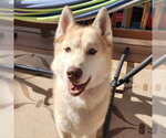 Small #2 Siberian Husky