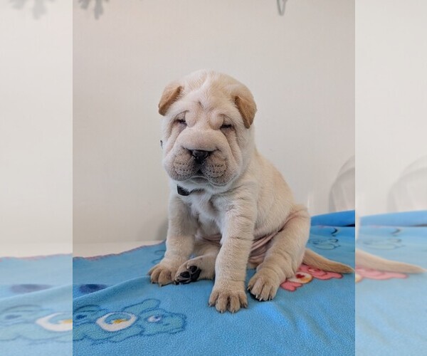 Medium Photo #5 Chinese Shar-Pei Puppy For Sale in MILAN, IL, USA