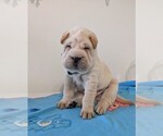 Puppy Puppy 4 Chinese Shar-Pei