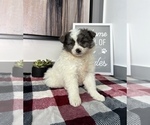 Small Photo #2 Australian Shepherd-Pomeranian Mix Puppy For Sale in FRANKLIN, IN, USA