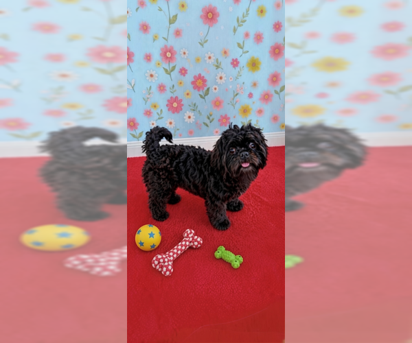 Medium Photo #2 Shih Tzu Puppy For Sale in Weston, FL, USA