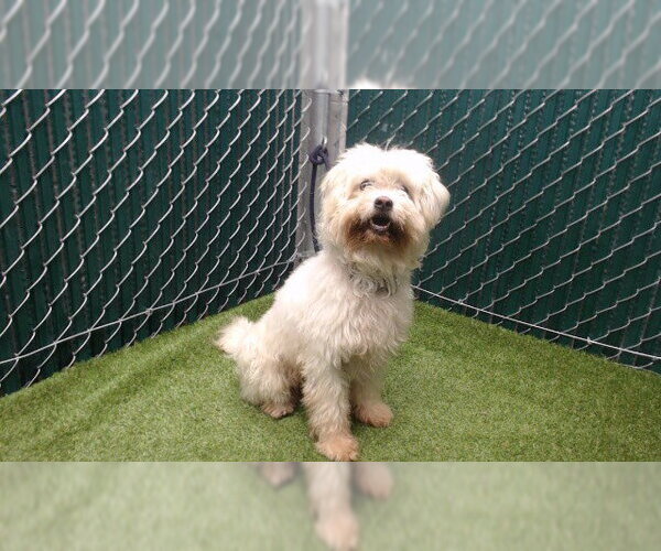 Medium Photo #1 Mutt Puppy For Sale in Downey, CA, USA
