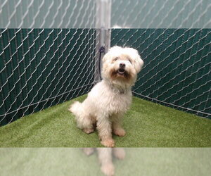 Mutt Dogs for adoption in Downey, CA, USA