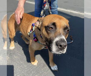 Boxer-Unknown Mix Dogs for adoption in Bellevue, WA, USA