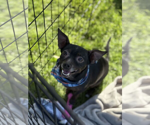 Medium Photo #2 Rat-Cha Puppy For Sale in Phoenix, AZ, USA