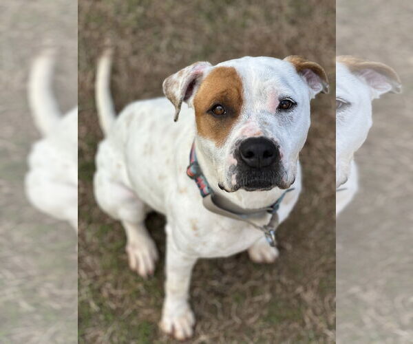 Medium Photo #1 American Pit Bull Terrier-American Staffordshire Terrier Mix Puppy For Sale in Holly Springs, NC, USA