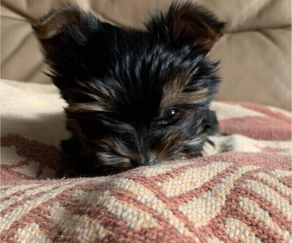 Medium Photo #13 Yorkshire Terrier Puppy For Sale in WATERLOO, IA, USA