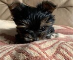 Small Photo #13 Yorkshire Terrier Puppy For Sale in WATERLOO, IA, USA