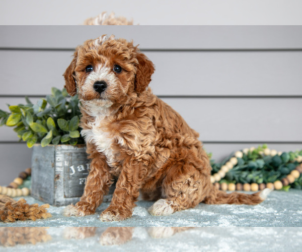 Medium Photo #2 Poodle (Miniature) Puppy For Sale in WOLCOTTVILLE, IN, USA
