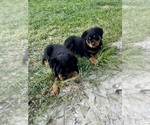 Small #6 Rottweiler