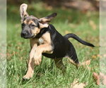 Small Photo #8 Australian Shepherd-Unknown Mix Puppy For Sale in Mechanicsburg, PA, USA