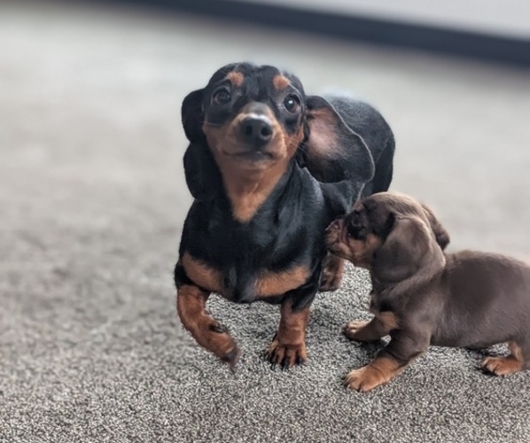 Medium Photo #28 Dachshund Puppy For Sale in GOSHEN, IN, USA