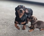 Small #13 Dachshund