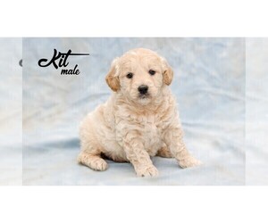 English Cream Golden Retriever-Poodle (Miniature) Mix Puppy for sale in EVART, MI, USA