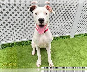 Great Dane Dogs for adoption in West Palm Beach, FL, USA