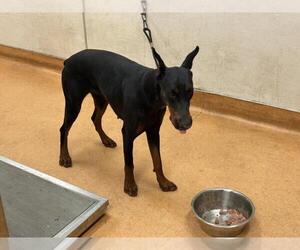 Doberman Pinscher Dogs for adoption in Martinez, CA, USA