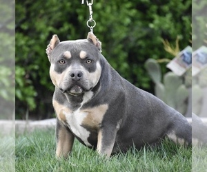 Mother of the American Bully puppies born on 05/17/2021