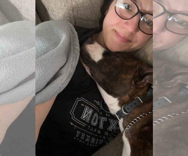 Medium Photo #7 American Pit Bull Terrier-Mountain Cur Mix Puppy For Sale in Oakhurst, NJ, USA